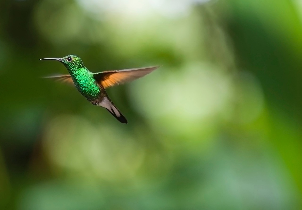 Attracting Hummingbirds to Your Garden